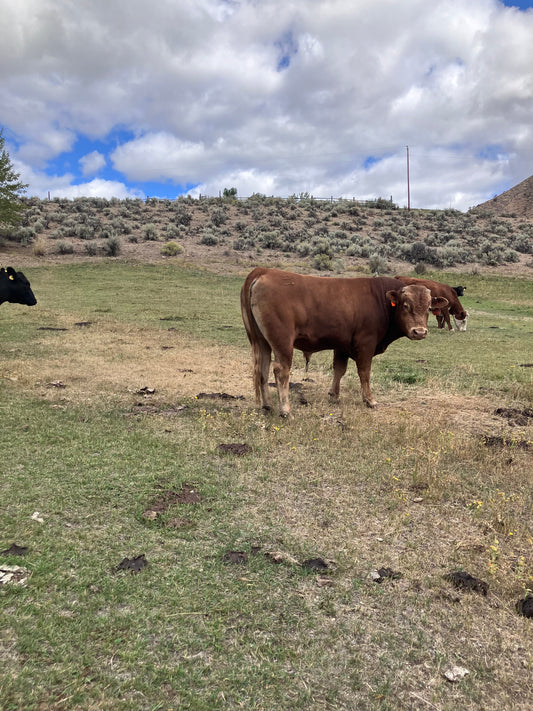 Wagyu Clean Up Bull (Registered)